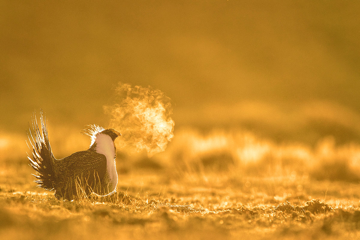 Steam from a greater sage grouse's breath is highlighted by dawn light