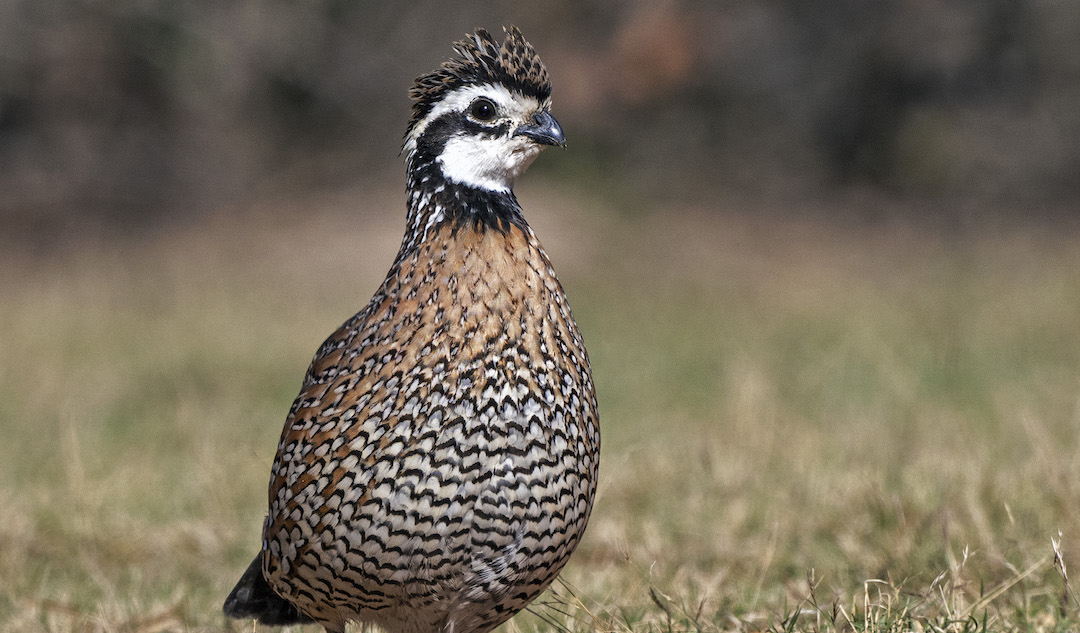 A Northern Bobwhite stands before a field. 