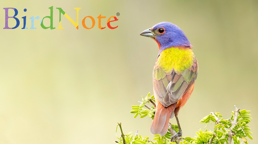 A Painted Bunting is perched on a tree branch before a light green background. The BirdNote logo appears in rainbow font in the top left corner.