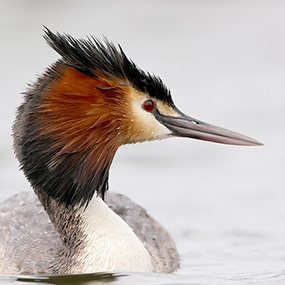 Great Crested Grebe by Patrick Kavanagh
