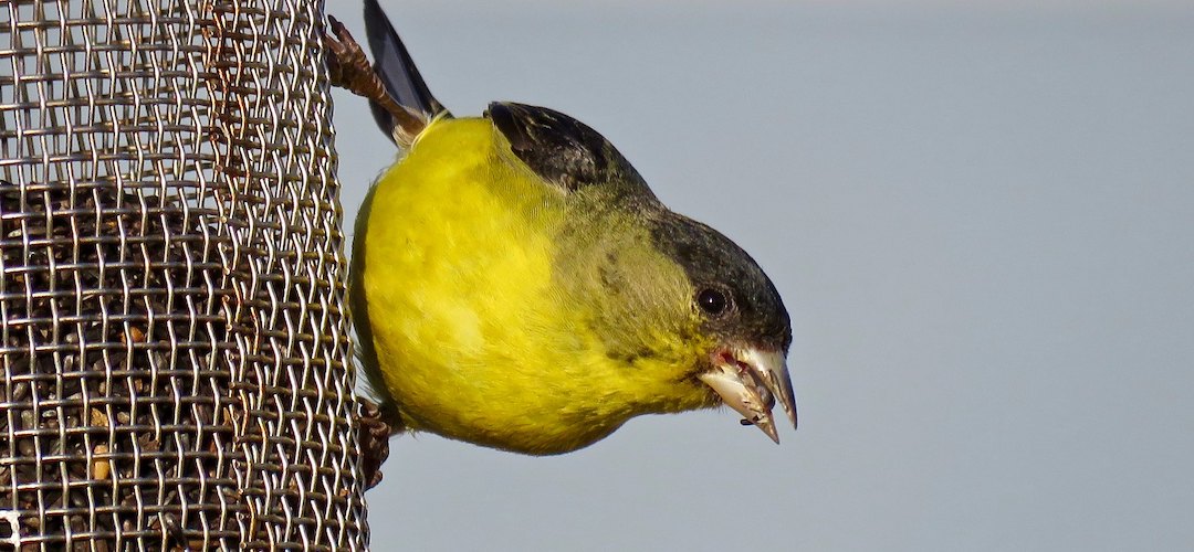 A Lesser Goldfinch is perched on a bird feeder with food in its mouth.