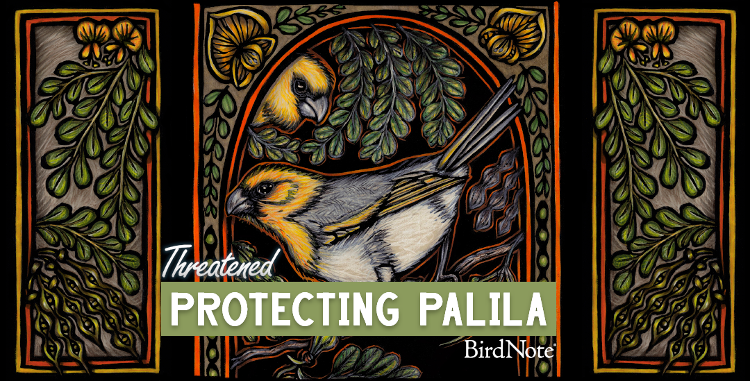 Episode artwork for the Threatened episode "Protecting Palila" by Caren Loebel-Fried
