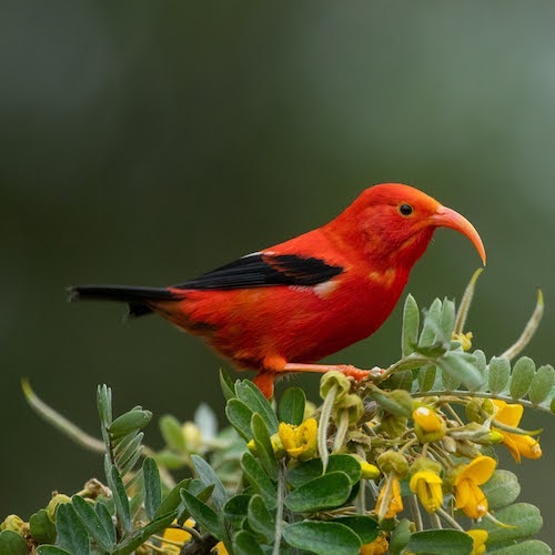 An ‘I‘iwi is perched on a flowering plant. 