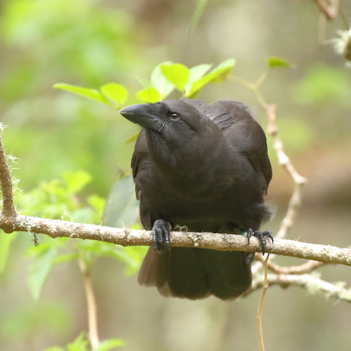 An ʻAlalā is perched on a tree branch before green leaves. 