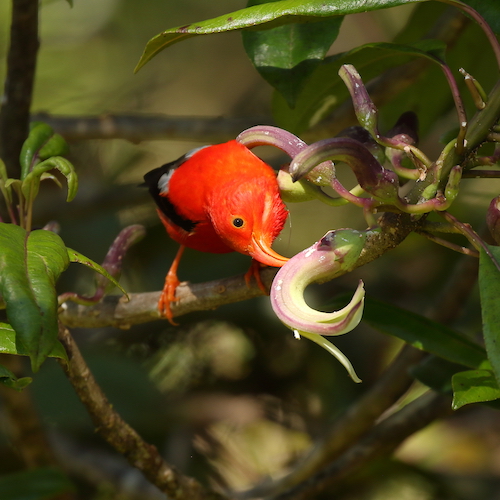 An ‘I‘iwi bird is perched on a branch with its head tilted upside down as it picks its beak at a flower. 