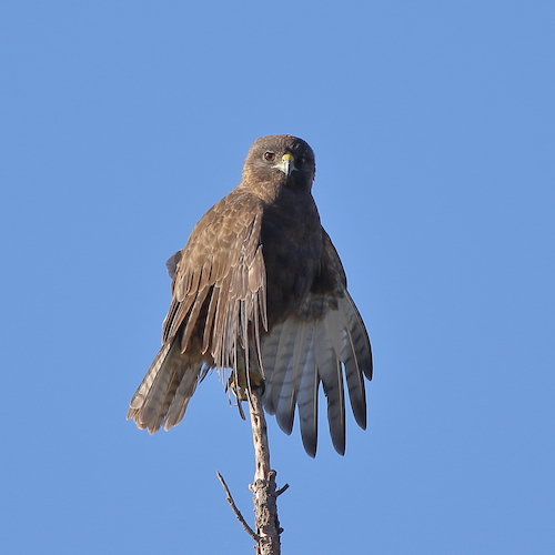 A 'Io hawk is perched at the end of a branch, with its wings almost outstretched, before blue sky. 