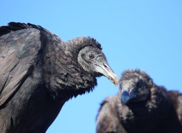 A pair of sitting Black Vultures seen against a clear blue sky.