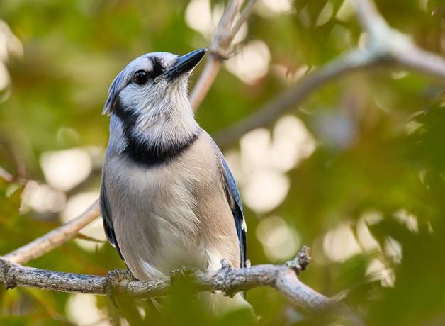 A Blue Jay perched amidst leafy greenery and dappled light. The bird is looking up and to its left in a contemplative pose.