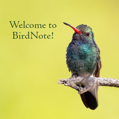 A Broad-billed Hummingbird is perched on a branch, slightly facing the viewer's left. "Welcome to BirdNote!" appears in the upper-left corner of the image in green font. 