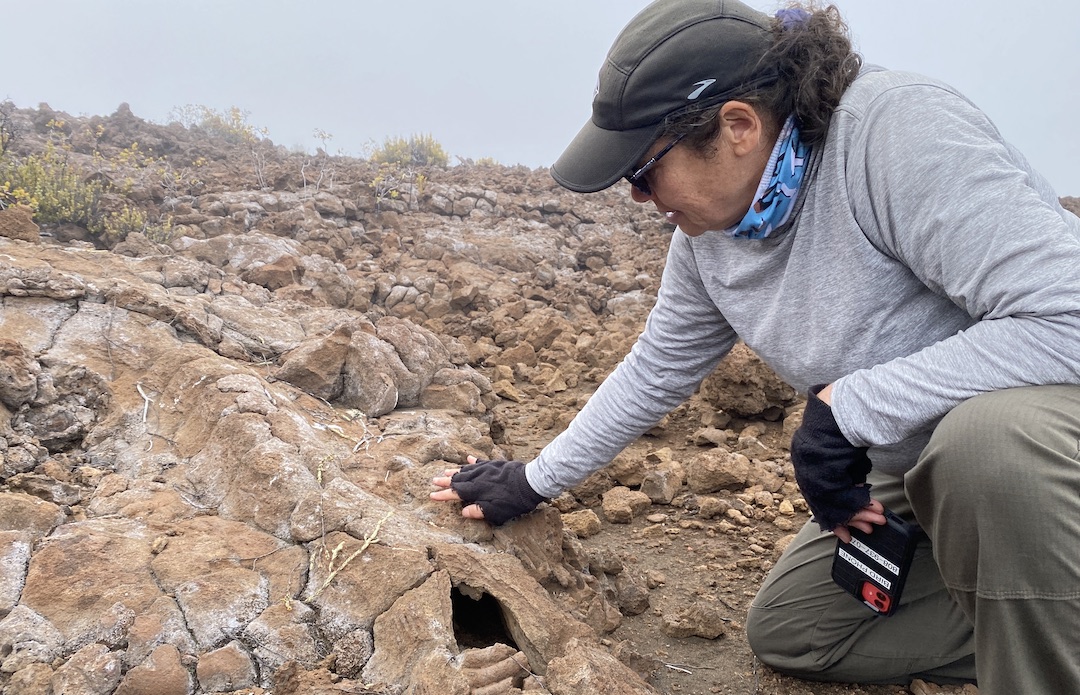 Charlotte Forbes-Perry looks at the entrance to an 'Ua'u burrow