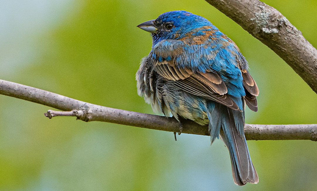 An Indigo Bunting is perched on a tree branch, facing away from the viewer.