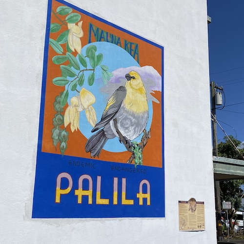 A mural on a wall that depicts a Palila bird with the word "Palila" written in yellow font over a blue background. 