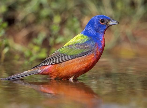 A vivid mult-colored Painted Bunting stands in a pool of water.