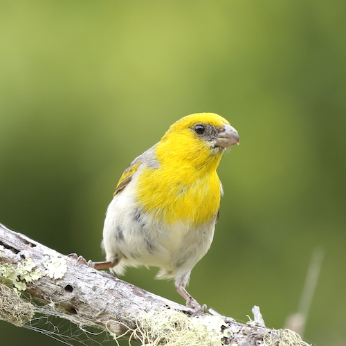 A Palila bird is pictured before a green background, facing slightly toward the viewer's right. 