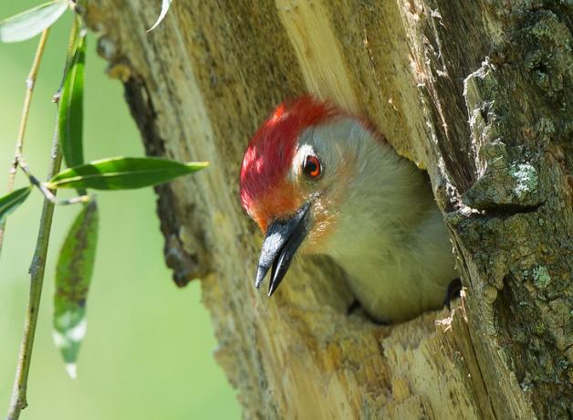 A Red-bellied Woodpecker peeks its head out of its nest in a tree trunk. The bird has a red patch on its head, a red eye, light throat and neck, and black beak.