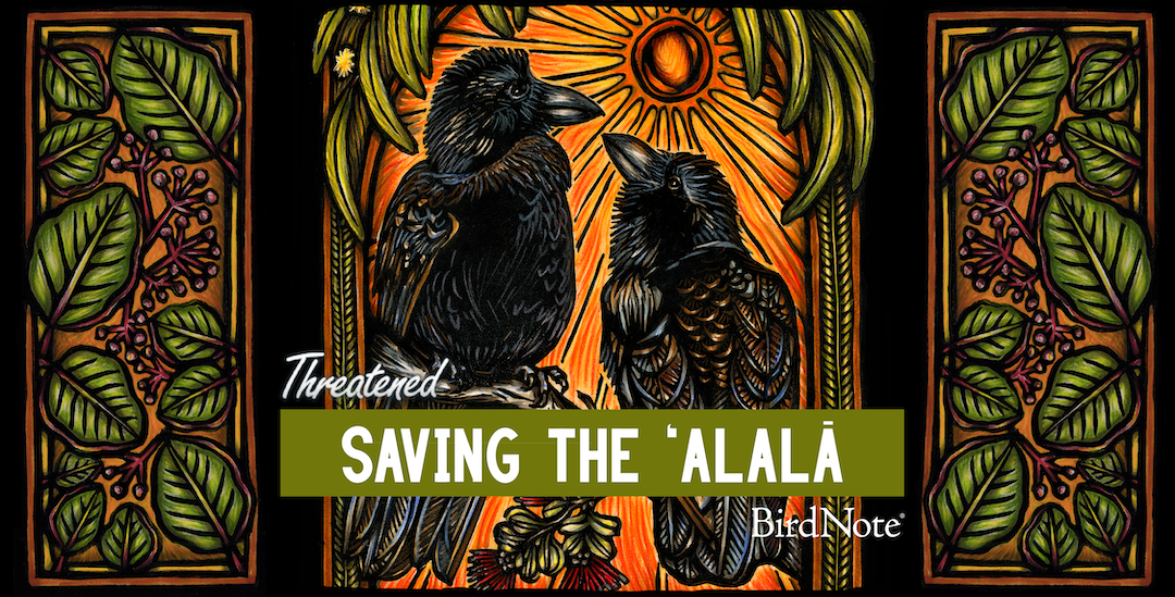 Episode artwork for the Threatened episode "Saving the ʻAlalā" by Caren Loebel-Fried