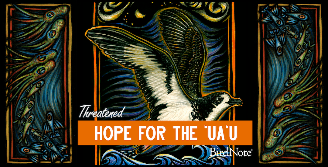 Episode artwork for Threatened: "Hope for the ‘Ua‘u" by Caren Loebel-Fried