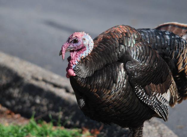 A male Wild Turkey stands at the side of an urban road, his iridescent feathers shining in sunlight, his bald head and red wattles displayed.