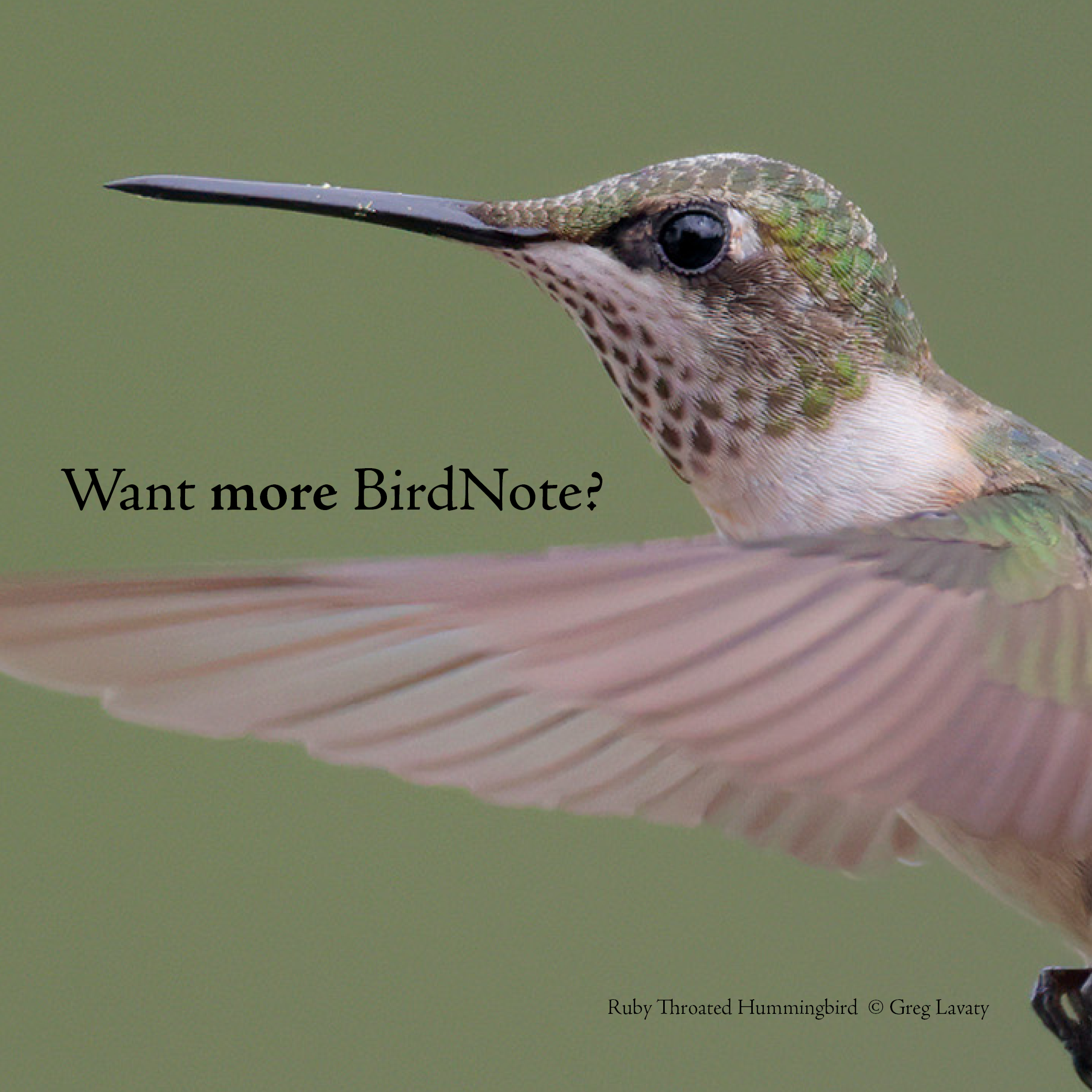 Photo of Ruby-throated Hummingbird with text that reads, "Want more BirdNote?"