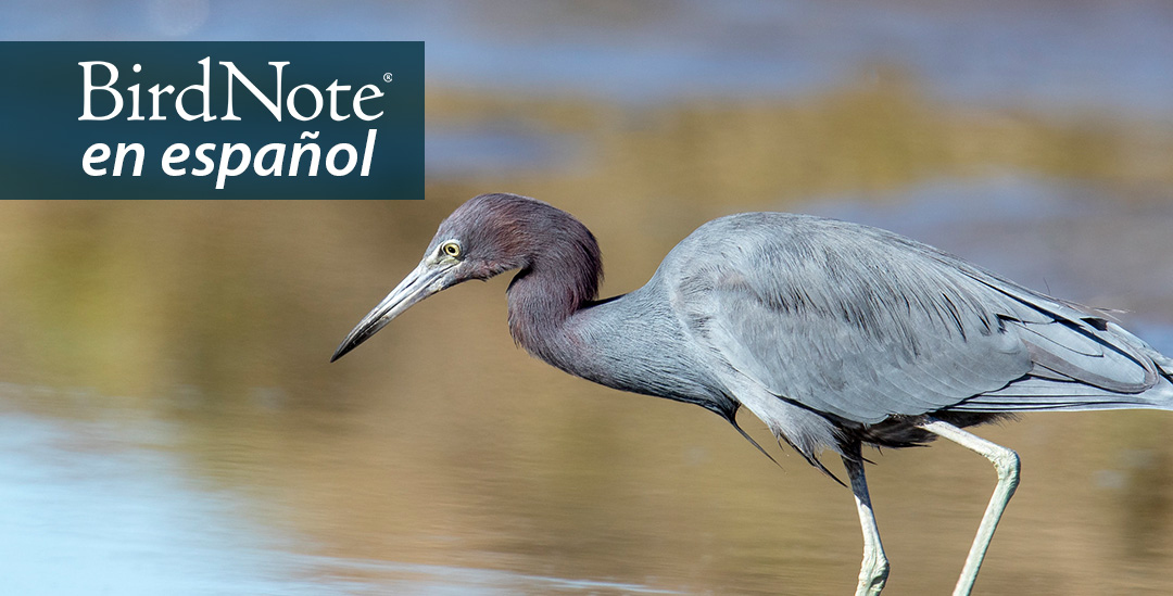 A Little Blue Heron stalks through water at a shoreline in sunlight. The heron has light blue body, a purplish neck and a very long sharp pointed beak. "BirdNote en español" appears in the top left corner.