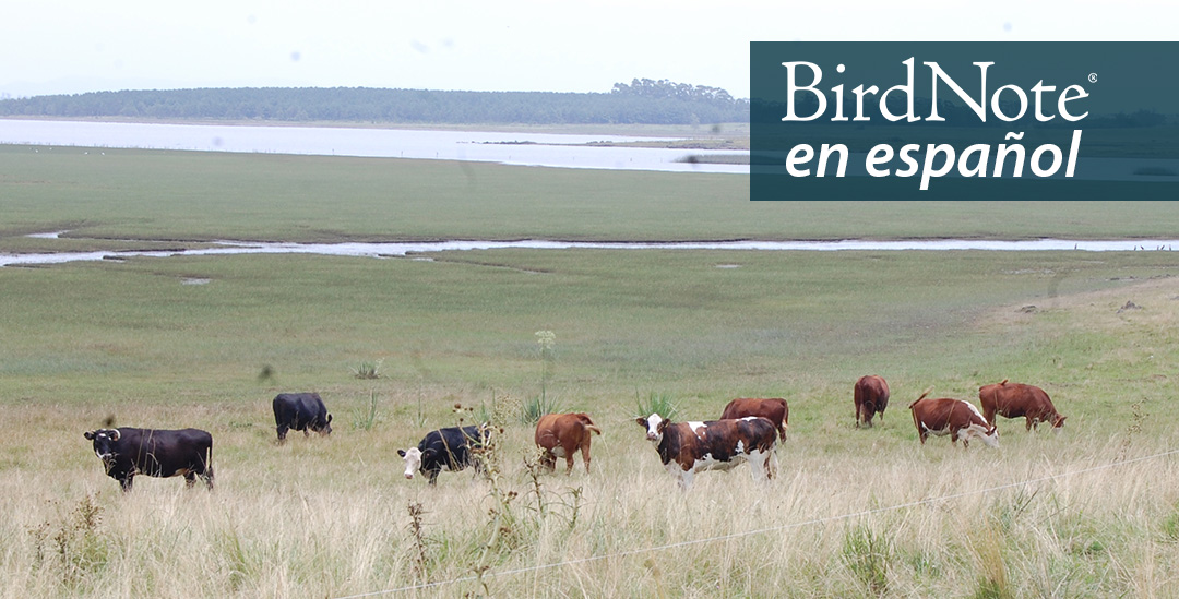 Cattle grazing in Uruguayan pastureland alongside the coastal lagoon, Laguna de Castillos. "BirdNote en español" appears in the top right corner. 