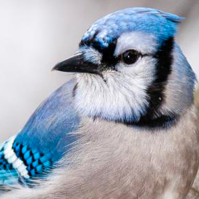 A Blue Jay looks to its right