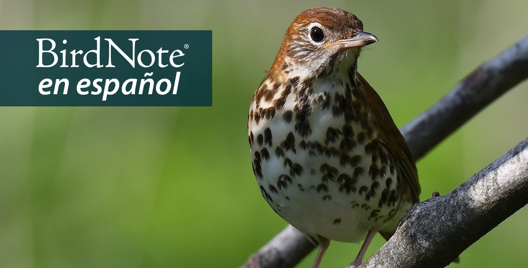 A Wood Thrush is perched on a tree branch in front of a green background. "BirdNote en español" appears in the top left corner.