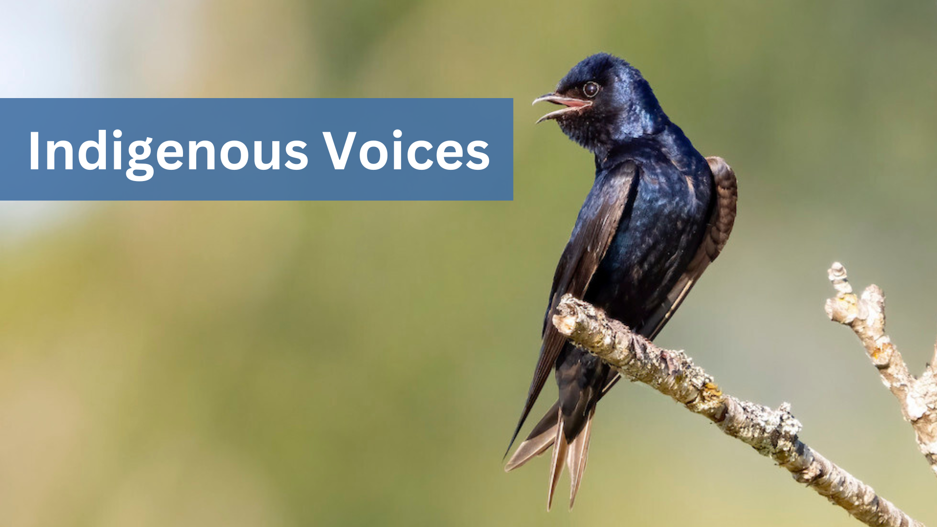 A Purple Martin is perched at the end of a tree branch with its beak open. "Indigenous Voices" appears in white font and with a blue background.