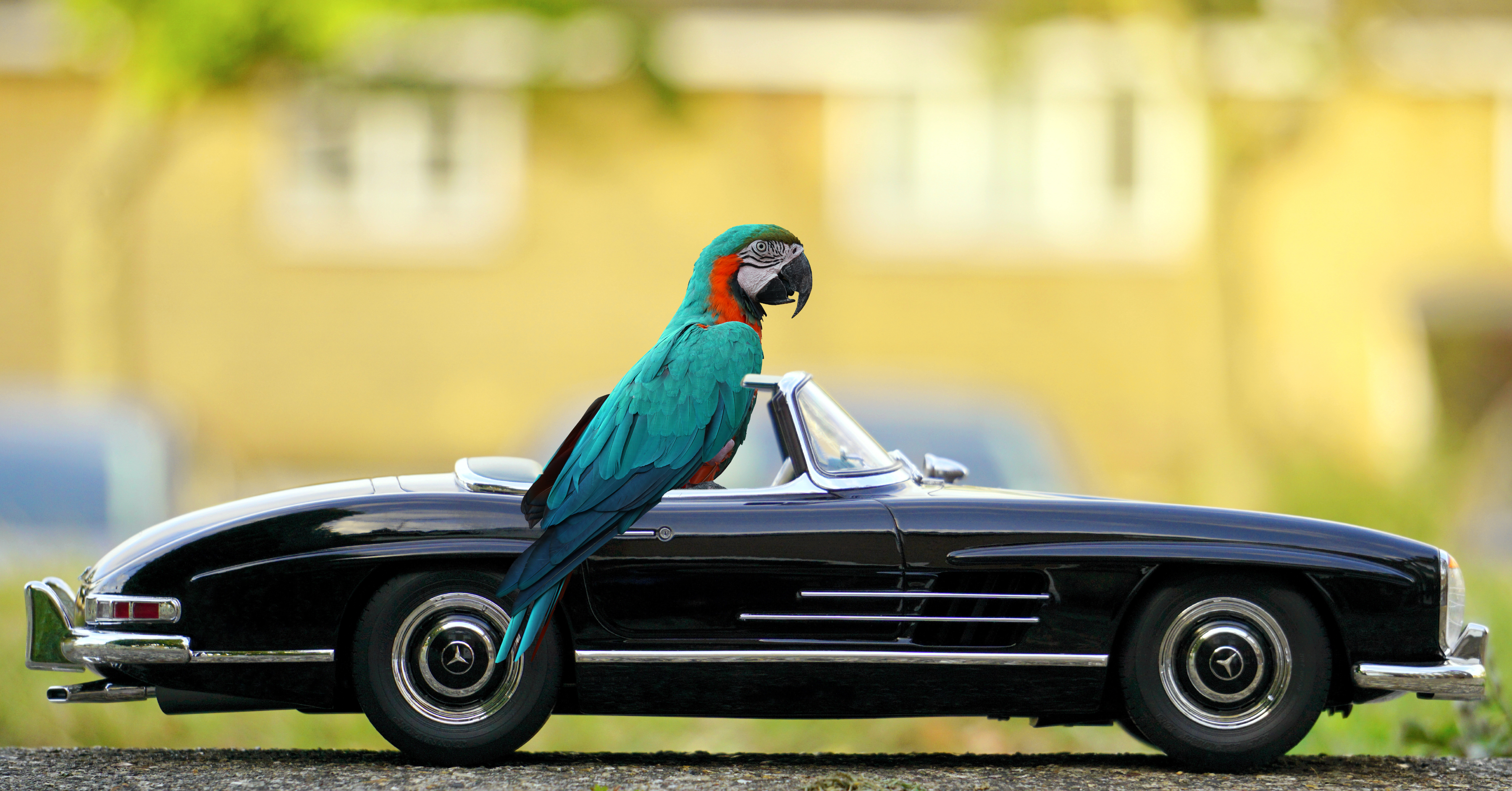 Macaw sitting on a convertible car