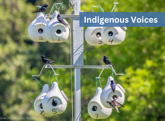 Purple Martins perch at an "apartment" of numbered plastic gourds for them to nest in. "Indigenous Voices" appears in the top right corner.