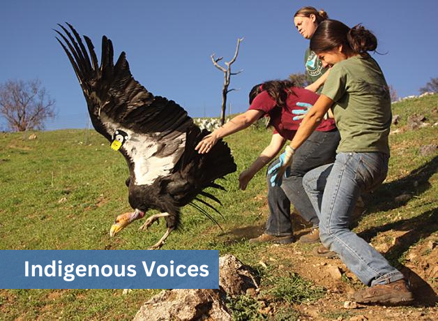 Three volunteers release a tagged California Condor from a sunny hillside. "Indigenous Voices" appears in the bottom left corner.