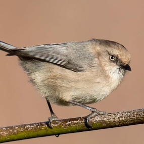 Katie Meyer - IT and Web Manager - photo of Bushtit by Mick Thompson