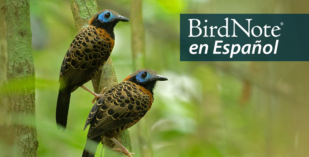 Pair of Ocellated Antbirds perched in Panamanian forest. "BirdNote en Español" appears in the upper right corner.