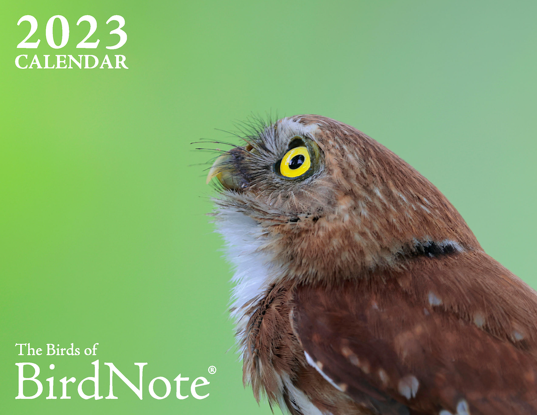 The cover of BirdNote's 2023 calendar, featuring a Ferruginous Pygmy-Owl before a green background. 