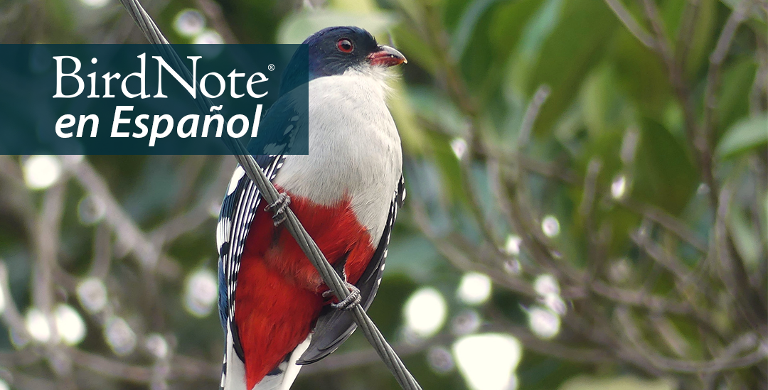 A bird with white breast, red underparts, dark blue head and wings is perched on a diagonal wire with leafy branches behind it. "BirdNote en Español" appears in the top right corner.