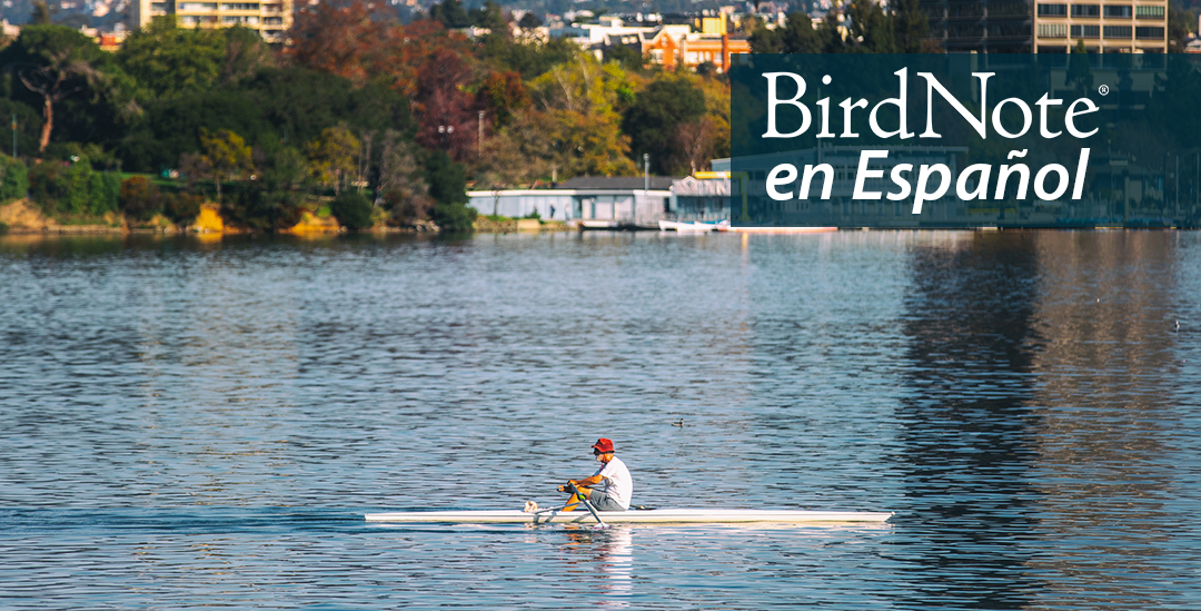 A view of Lake Merrit, with a man rowing across the water in the foreground, and trees and buildings reflecting on the water from the shore. "BirdNote en Español" appears in the upper right corner.