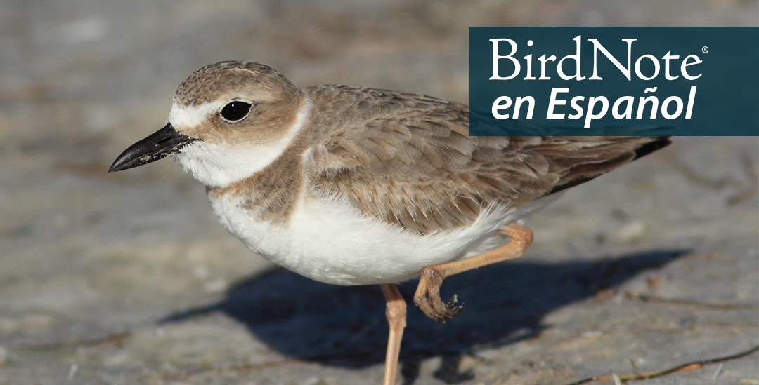 A female Wilson's Plover stands in sunlight, one leg tucked up beneath her. "BirdNote en español" appears in the top right corner.
