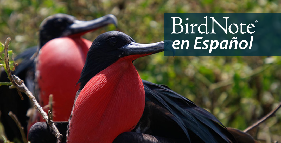 Two Great Frigatebirds looking out to the viewer's right. "BirdNote en Español" appears in the upper right corner.