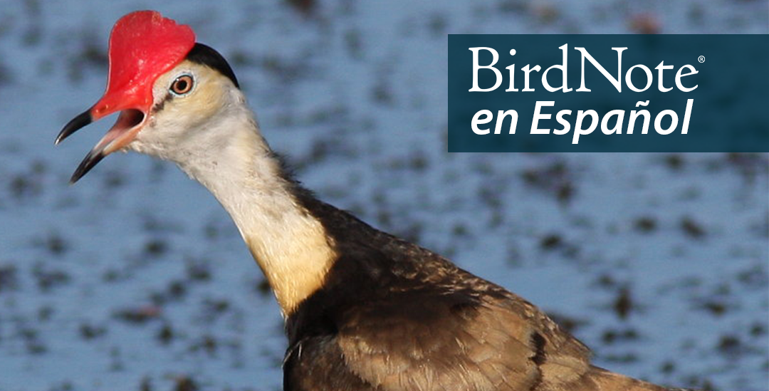 Comb-crested Jacana carrying a chick. "BirdNote en Español" appears above the bird.