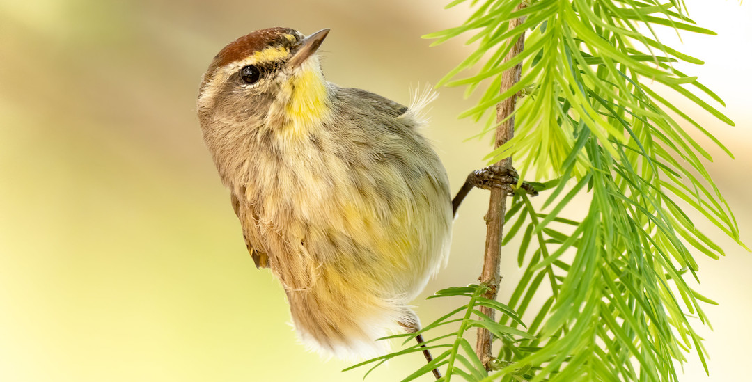 A Palm Warbler is perched vertically on an evergreen tree branch.