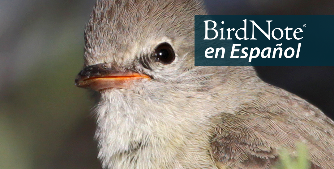  A Northern Beardless Tryannulet is pictured close to the viewer, facing its body toward the left. "BirdNote en Español" appears in the top left corner.
