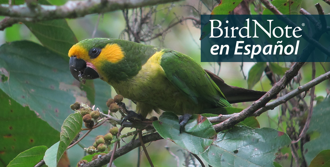 A green parrot with yellow cheeks and a black beak looks toward the viewer while perched on a branch. "BirdNote en Español" appears in the top right corner. 