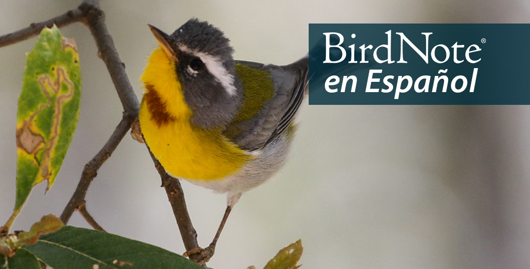 A Crescent-chested Warbler is perched on a tree branch. "BirdNote en Español" appears in the top right corner.