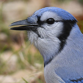 Blue Jay in profile showing various shades of blue plumage, with black beak and eye
