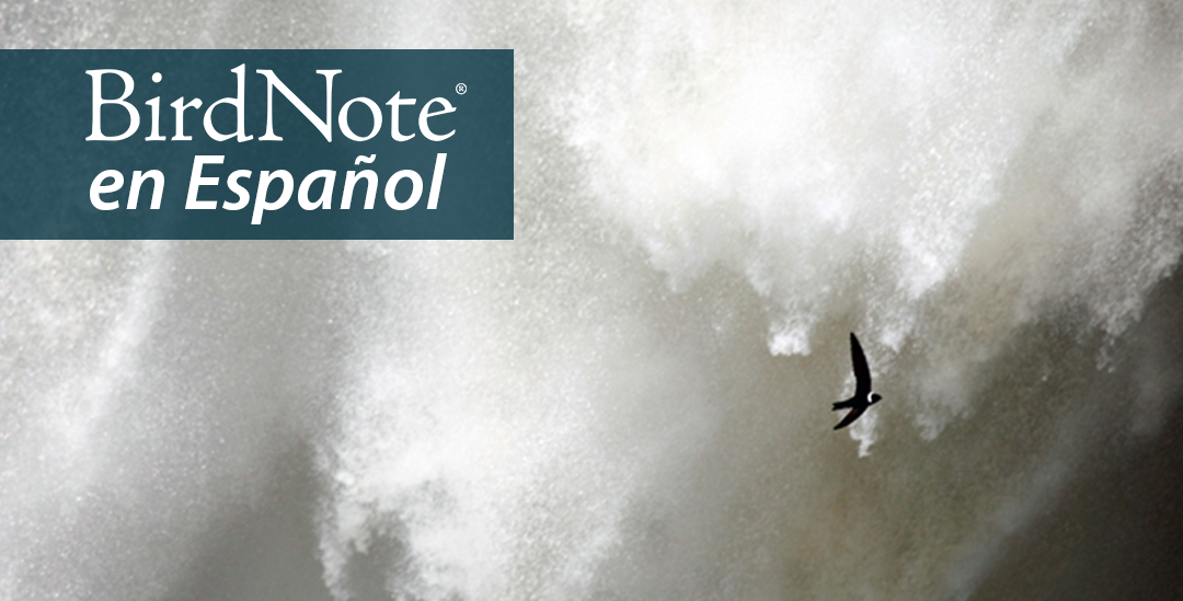 White-collared Swift flying by waterfall spray. "BirdNote en Español" appears in the top left corner.