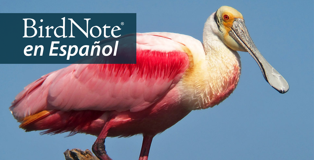 A Roseate Spoonbill in profile, facing the viewer's right. "BirdNote en Español" appears in the top left corner.