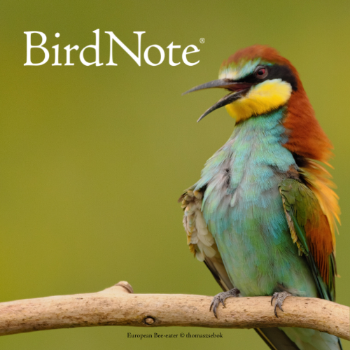European bee-eater perched on branch