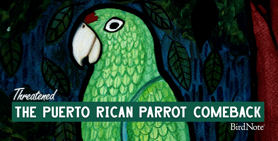 An illustration of the Puerto Rican Parrot. It's a bright green bird with a red spot on its forehead. The text under it reads "The Puerto Rican Parrot Comeback" 