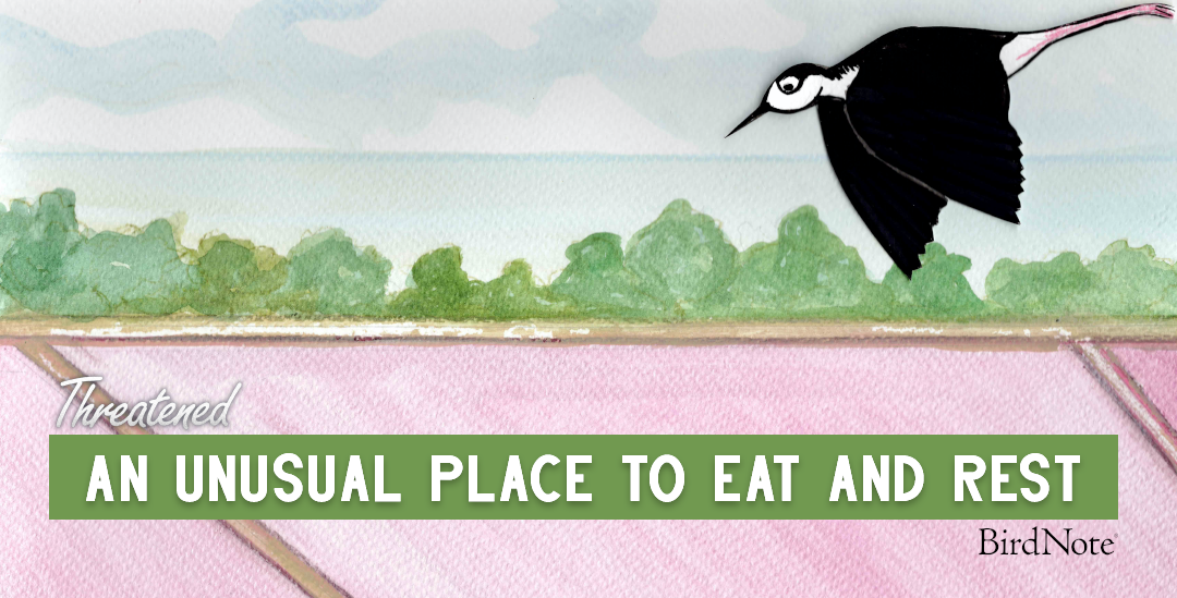 An illustration of a Black-necked stilt. It's has a white underside and a black top. The text under it reads "An Unusual Place to Eat and Rest"