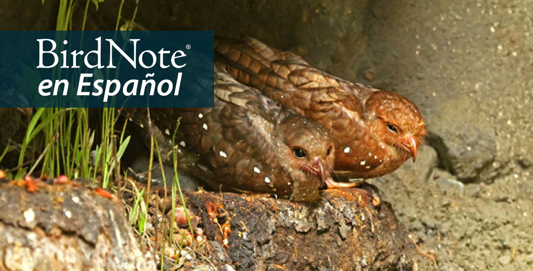 Oilbirds perched on rocks in cave. "BirdNote en Español" appears in the top left corner.